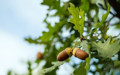 What is Oak Wilt?